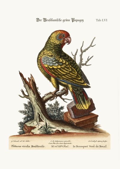 The Brasilian Green Parrot by George Edwards